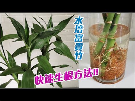 竹葉青植物